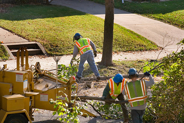 How Our Tree Care Process Works  in  West Peoria, IL