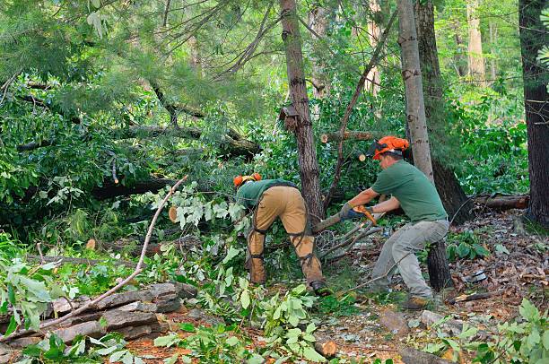 Best Lot and Land Clearing  in West Peoria, IL